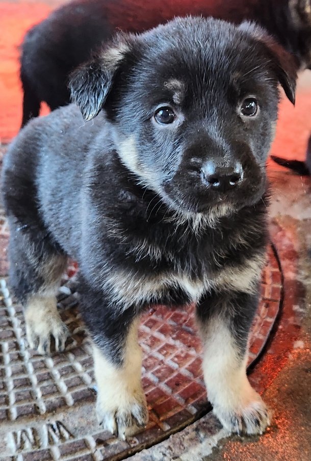Heaven Sent German Shepherd puppies